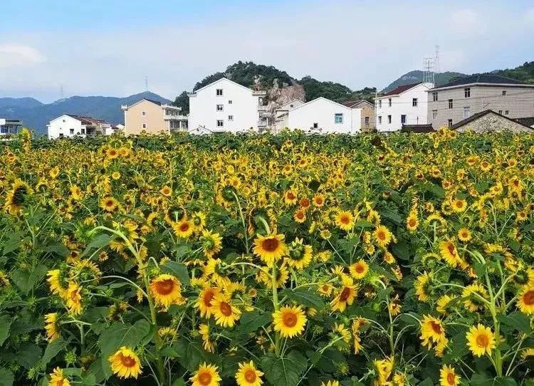 臺(tái)州最新賞花指南，踏春賞花，盡享花海盛宴！